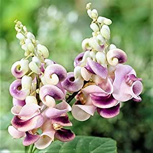 Easy to Grow Corkscrew Vine - 2 Potted Plants in Grower Pots - Fragrant Purple, Pink, Ivory, & Yellow Flowers in Summer