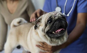 Brachycephalic Syndrome In Dogs: Symptoms, Treatment & More