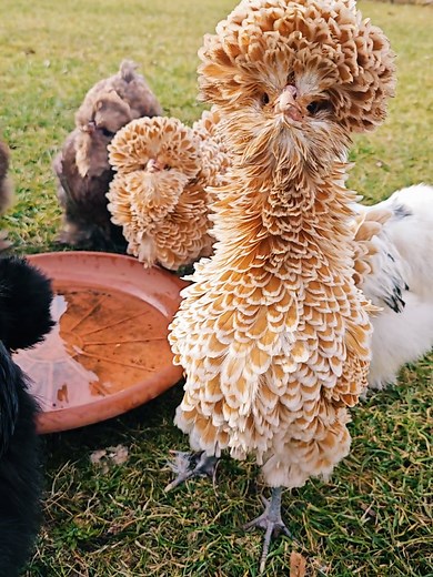 Chicken-Garden #crazychickenlady #silkies #polishchicken #fluffychicken #funnypetsoftiktok #chicken