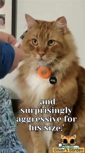 Oliver's Garden: Fluff That! #cat #cute #funnycats