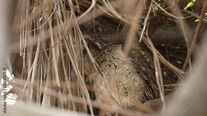 Collared scops owl, adult, and owlet on the nest, close-up and slow-motion