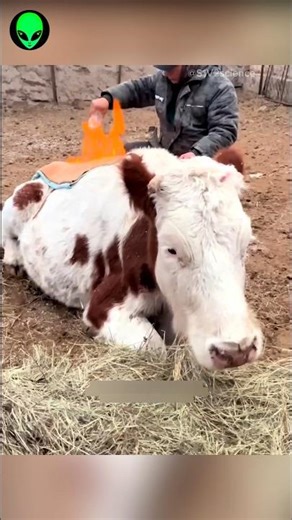 cow standing issue in winter by S1V2