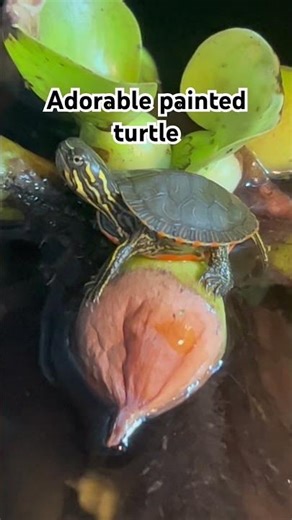 Adorable painted turtle