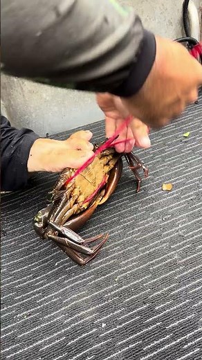 Tying up Giant Mudcrabs 🦀