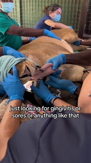 Lion health check! 🦁 What’s your favourite wild cat? #lion #africa #wildlife #betterwild #catsoftiktok #fypシ #veterinarian #vet #yukonvet #exploreuganda
