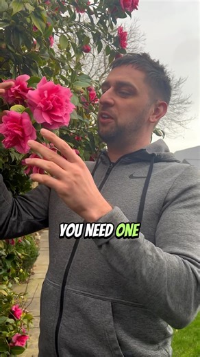 Where’s my Camellia gang? 🙌🏽 I just can’t stop looking at it! 😍 @mr_plantgeek thinks I talk about it too much, but I’m not stopping! This year has been the best it’s looked since I joined Insta in 2021! Did you know my first reel was a video of my Camellia? Who can remember the song? 👀 So in previous years the flowers have been damaged by cold weather, but although it’s been wet this year, it has been quite mild! So this beauty has been doing it’s thing! 😍 #plants #gardenersworld #mygardent