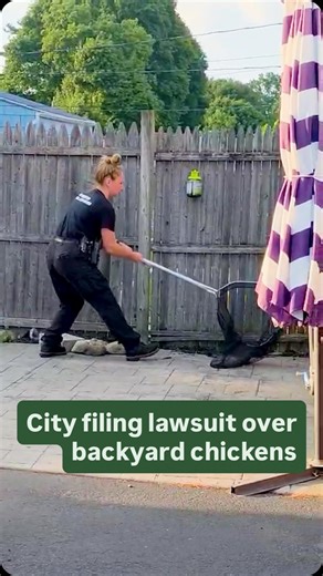 🐓The city of Rochester has taken legal action against a west-side woman over her alleged repeated failure to get her chickens under control. Neighbors complain of a “filthy, roaming” band of roosters, hens and chicks plaguing the neighborhood and chasing children. The city has issued multiple citations and a cease-and-desist letter and is now suing to obtain a seizure warrant and restore peace to the neighborhood. | WXXI News