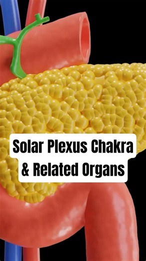 What are the Solar Plexus CHAKRA ORGANS & Anatomy?