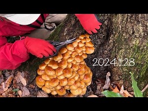 【きのこ狩り】極上なめこ沢山採れました！クリタケ、ヒラタケその他