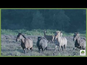Drive with care, animals on the road! - New Forest Code