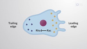 Video: Cell Polarization by Rho Proteins