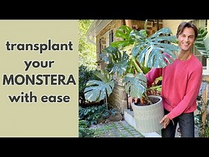 Easy MONSTERA Repotting Demonstration