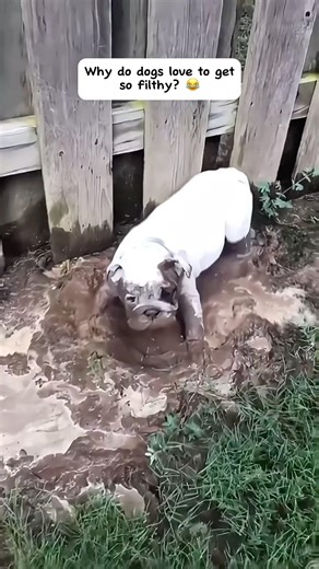 Why are dogs so messy? ￼😂💙