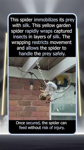How This Spider Secures Its Prey