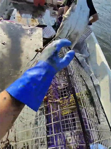 Morning Crabbing!