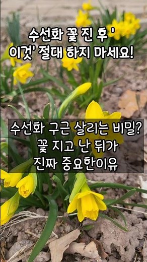 수선화 구근 살리는 비밀? 꽃 지고 난 뒤가 진짜 시작입니다
