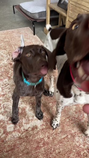 Adorable Derpy Dogs Having Fun Outdoors