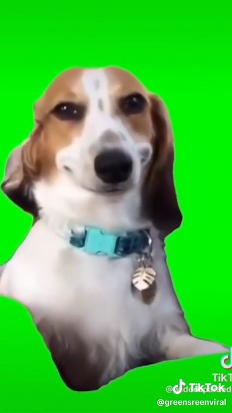 Dog smiling meme Green screen