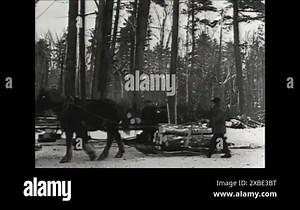 1930s - Loggers use horses and cranes to transport logs in a wintry forest Stock Video Footage - Alamy