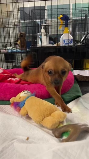 Tidbit from Operation Daylight Save (Sunday’s rescue of 53 hoarded dogs and cats) loves being clean, safe, and cared for. 💙🐾 #rescue | Animal Rescue Corps