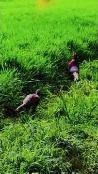 Pheasants preparing to mate