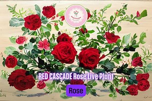 Red Cascade Rose – Live Own Root Plant | Miniature Climbing Rose, Groundcover Variety With Sweetheart Red Blooms - Etsy