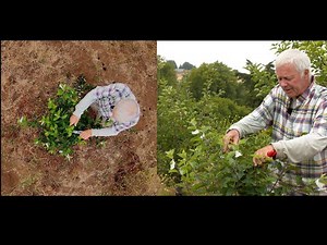 How to Reinvigorate a Weak Growing Apple Tree - PART 2 of 3