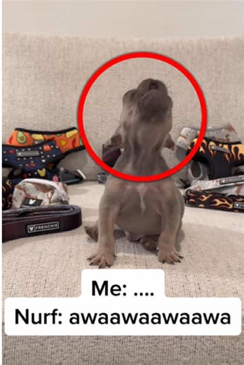 Talking French Bulldog: Hilarious Dog Reactions