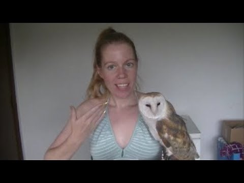 LEARN OWL BODY LANGUAGE: rousing, feaking & preening explained + footage of my own barn owl doing it