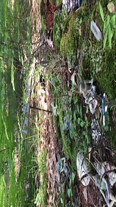 24K views · 602 reactions | My personal fairy garden in my back woods. | The Fairy Village | Facebook