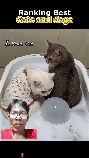 kucing kentut dibak mandi #cat #kucing #funnycats #funnyvideo