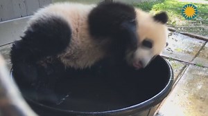 Baby panda really enjoys taking a bath | The Independent