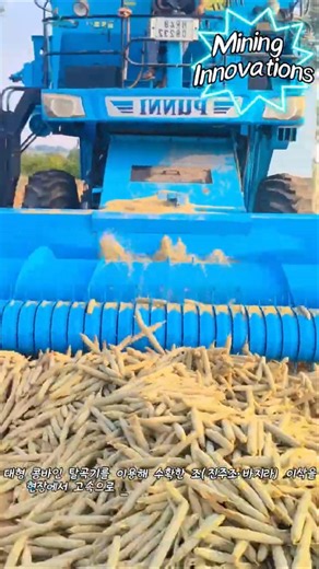 콤바인으로 끝내는 조 탈곡 작업 #worker #process #harvesting #combine #agriculture
