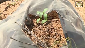 5.2K views · 245 reactions | #RTN-#INFO-#REPORTAGE : Un vaste programme de cultures irriguées est en cours dans le canton de Dogondoutchi (région de Dosso). Engagée aussitôt après l'arrêt des pluies, cette initiative du chef dudit canton l'honorable Amadou Sabo, s’inscrit dans le cadre du soutien aux efforts du CNSP. Elle vise l'atteinte de la souveraineté alimentaire au Niger. Mise en ligne : Fatoumatou Boubacar Issoufou Coordination : Ismaël Daouda | RTN | Facebook