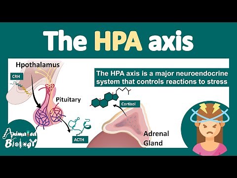 HPA axis | Hypothalamus-Pituitary-Adrenal Axis | What is the role of HPA axis in stress? |physiology