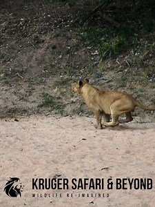STUNNING, WILD Africa! Young Male Lion, Not Letting ANY Of Those Vultures Close! Lion Chases Vultures! #lionking #lions #malelions #Wow #Amazing #krugernationalpark #africa #wildlife #wildlifephotography #wildanimals #wildlifeplanet #naturelovers #nature #naturephotography #explore #explorereels #reelschallenge #reelsfypシ #reelsfacebook #reelsvideoシ #reelsviralシ #reelsvideo #reelsviral #trendingreels #short | Kruger Safari And Beyond