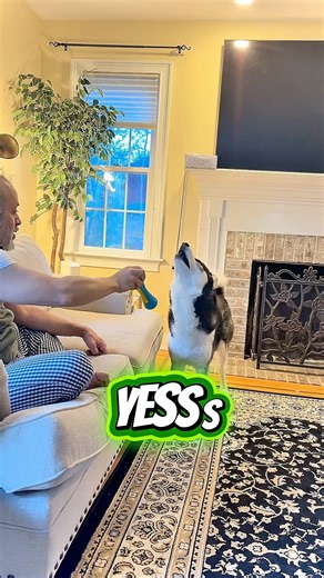 Trying hypnotizing my husky ,this happened 😵‍💫#youtube #husky #huskylife #siberianhusky #funny