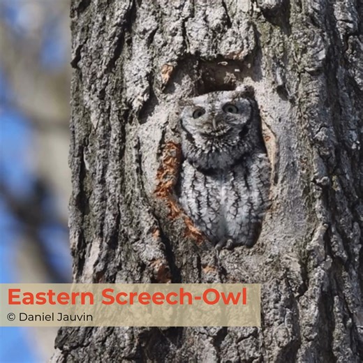 Creepy Critters of Kentucky: Eastern Screech-Owl Don’t let their small size fool you - these owls are masterful nighttime hunters. Their spooky trills and whinnies echo through Kentucky’s woods on dark autumn nights, giving more than a few folks goosebumps 😧 Blending perfectly with tree bark, they can vanish before your eyes. Their camouflage allows them to go undetected by the small critters they hunt, and it protects them from creatures that might hunt them – bigger owls! 👉 Have you heard th
