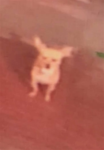 Chihuahua Dogs Caught on Camera While Reversing