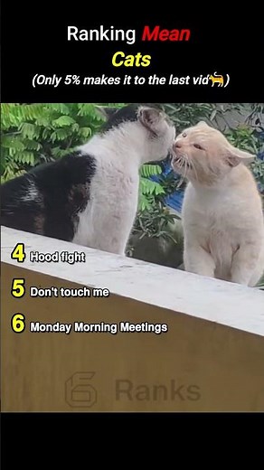 Ranking Meanest Cats Ranking Meanest Cats Top 6