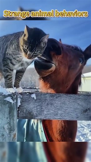 Ranking The Best Add Some Color Trend ✨#tiktoktrend #fypシ゚viral #ranking #usa #addsomecolor