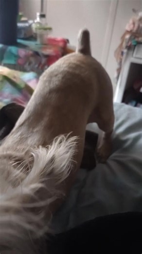 Excuse Lil Bits room🤣. My baby loves her some Bri Bri.. Whenever I say her name she looks at me and goes to the window.. Victoria Graham Angel D Grahm 💯❣️❣️ | Denese Graham