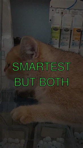 The Neuron Race Cats vs Dogs Did you know cats have 300 million neurons while dogs have...