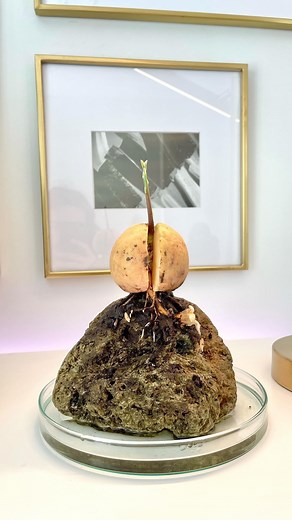 I think I may have found a way to grow an avocado over a rock 🌵 @justplantaesthetics IG🥑🌿 I’m using a large chunk of pumice as its really porous and water retentive 🪨 Got some new roots already… let’s see how it will turn out! 🍀 #avocadobonsai #avocado #bonsai #avocadoplants #avocadolover #avobonsai #avocadoplant #bonsaitree #greenplants #plantlife #avocadobonsaichallenge #gardening #plants #avocadotree #inandaround #inthecut #plantlove #avocadoseeds #houseplants #instaplants #wicdillie #av