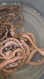 Been slow on updates of these guys. Here we soak the new baby Reticulated Pythons (Malayopython reticulatus) straight put the egg. We often do this to help clean off the excess albumen. It is amazing how all snakes can swim even one from a desert that barely sees water. They dont just swim the swim with ease. We obviously monitor these babies and it is just a cleaning swim so pretty quick. #reticulatedpython #python #snake #malaopythonreticulatus #albinosnake | Reptile Garden
