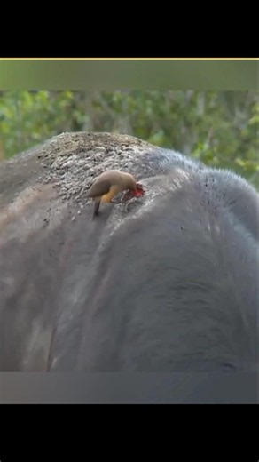 Animals doctors Oxpecker bird #shorts
