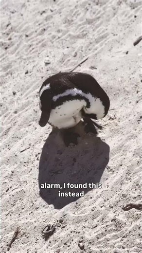 There’s a Beach Full of Penguins in South Africa.