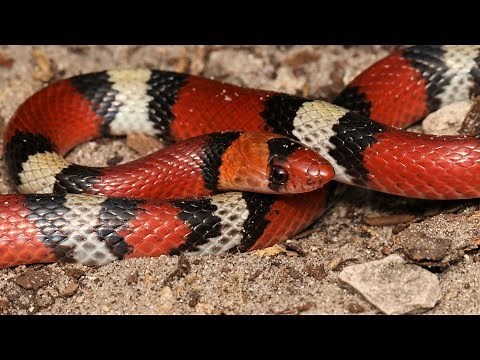 Herping in Florida Catching 5 Snake Species in One Day
