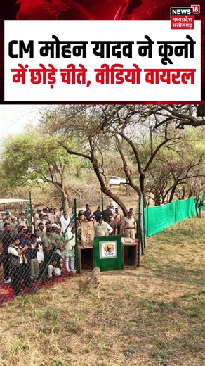 Kuno Cheetah Viral Video : CM Mohan Yadav ने Project Cheetah के तहत Kuno में छोड़े चीते | MP News