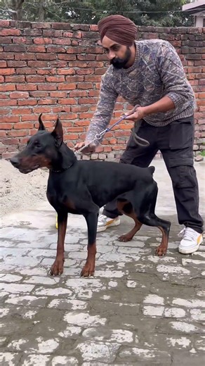 #boxerdog #pitbull #doberman #dogfight #aggressive #dogbreed #attack #trending #viralshort #pets